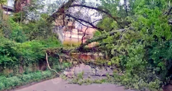 В Сочи перекрыто движение из-за упавшего дерева, поврежден газопровод