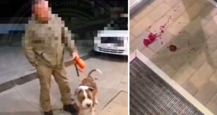 В Сочи мужчина позволил своему псу нападать на бездомного пса