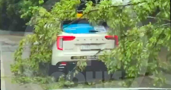 В Сочи на дерево упало на проезжающий автомобиль