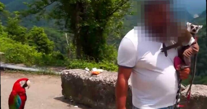 В Сочи изъяли целый зоопарк у фотографов-нарушителей