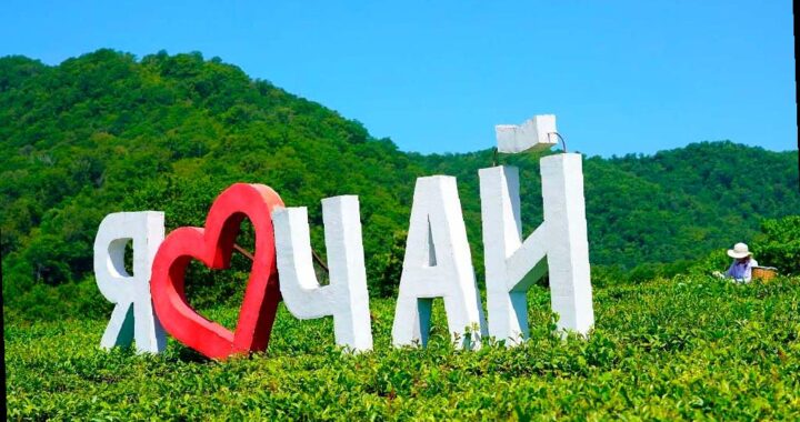 В этом году в Сочи уже собрали более 80 тонн чая