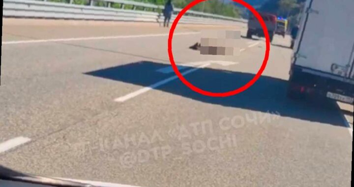 Водитель, сбивший медвежонка на трассе в Сочи, может получить штраф