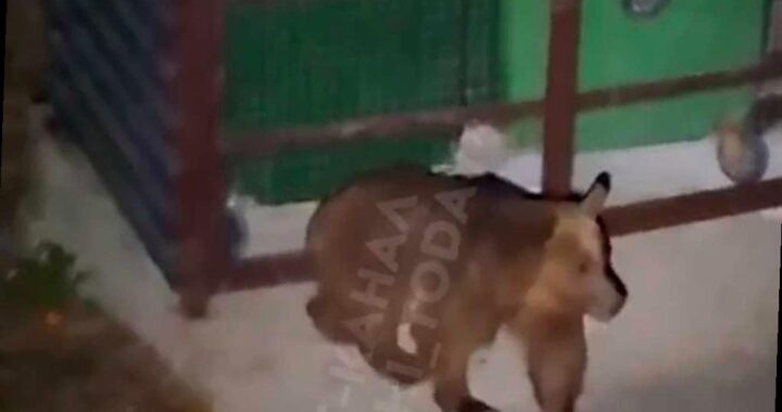 Медведица напала на прохожего в Красной Поляне