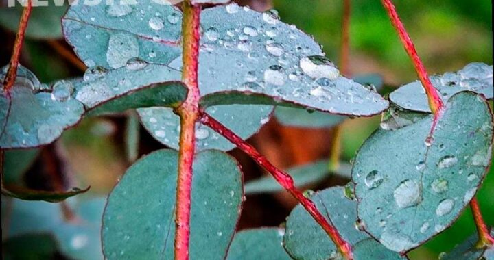В конце недели в Сочи ожидается дождливая погода