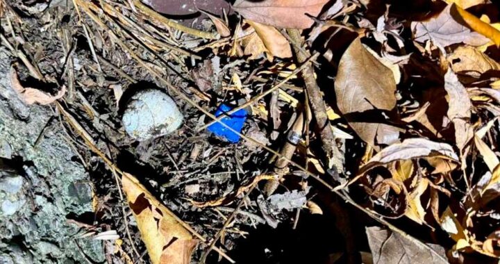 Сотрудники полиции в Сочи задержали наркокурьера из Ростова, 38-летнего мужчину, который подозревается в распространении запрещенных веществ. В ходе операции было обнаружено 7 свёртков с белым порошком у задержанного, а также ещё 4 свёртка, спрятанных им в тайниках в Адлере и Хосте.