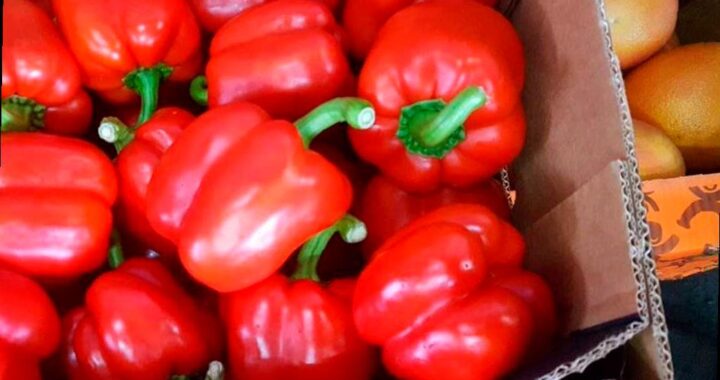 На Кубани найдено более 5 тонн зараженных овощей