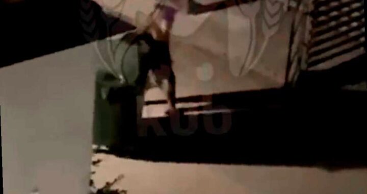 Медведь в Сочи украл мусорный контейнер