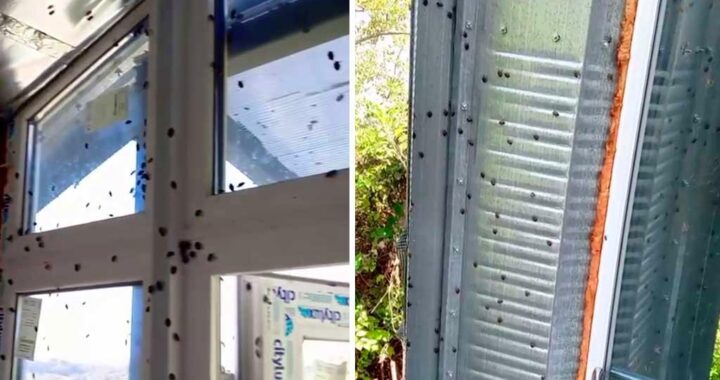 Мраморные клопы атакуют жителей Краснодарского края