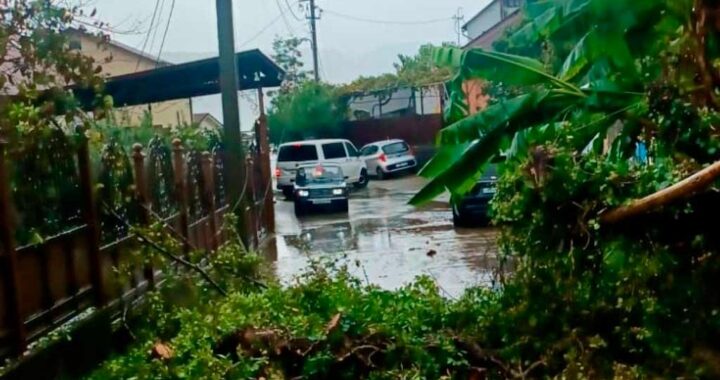 В Сочи борются с последствиями непогоды: ливни и упавшие деревья