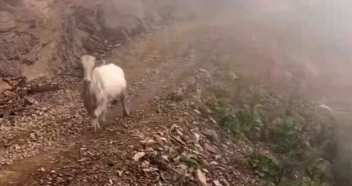 Дикая корова встретила туристов в Сочи