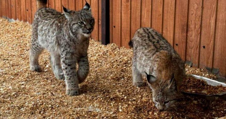 В вольерном комплексе «Лаура» Кавказского заповедника теперь живут два молодых рыся. Малыши прибыли несколько месяцев назад и стали любимцами сотрудников.