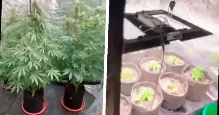 Плантация конопли обнаружена в квартире в Сочи