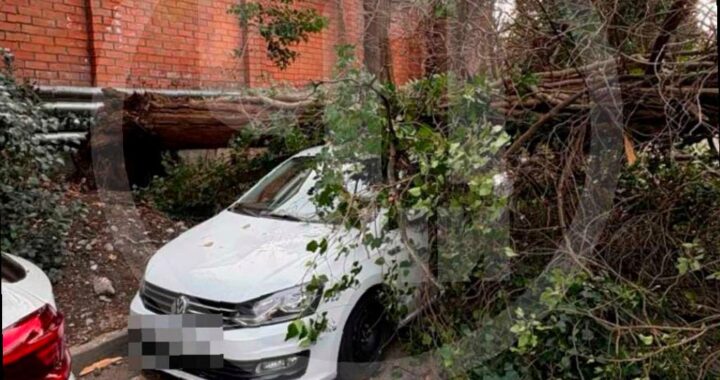 В Сочи кипарис упал на автомобиль