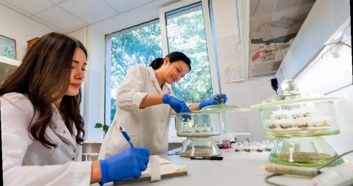 В Сочи созданы новые морозостойкие генотипы чая