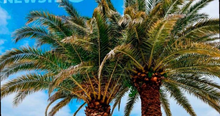 В России хотят создать комиссию для защиты пальм в Сочи