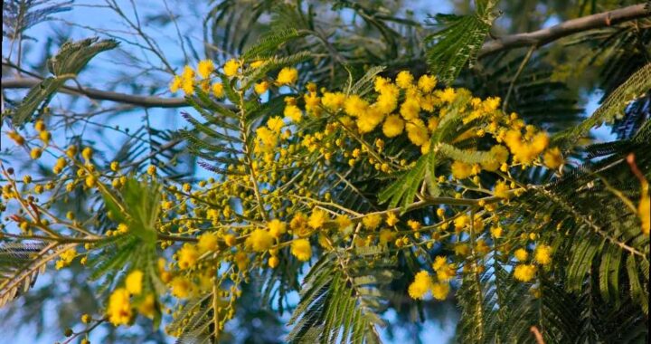 В парке «Дендрарий» в Сочи в настоящее время цветет мимоза, которая является одним из самых весенних растений. На территории парка можно увидеть более 50 деревьев мимозы, включая целую аллею акаций в Австралийском отделе.