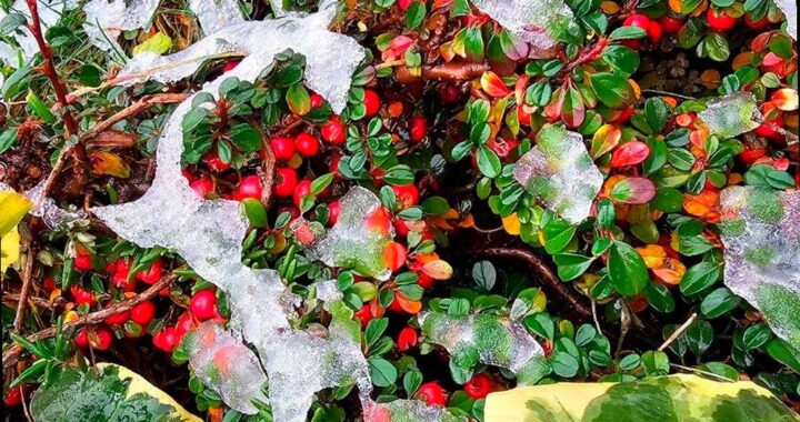 В Сочи продолжается непогода: заморозки и шторм