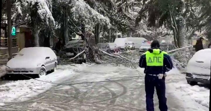 Сильный снегопад повалил дерево в Сочи