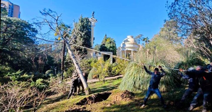 В парке «Дендрарий» в Сочи спасают уникальную гималайскую сосну