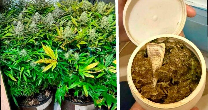 Житель Сочи создал наркоферму в своей квартире