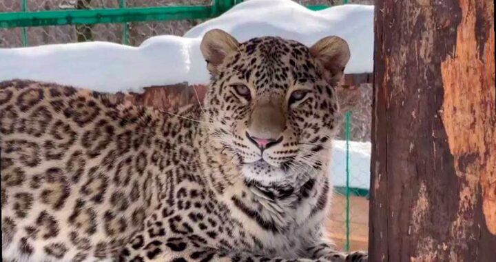 Сочинский центр восстановления леопарда станет отдельным федеральным у