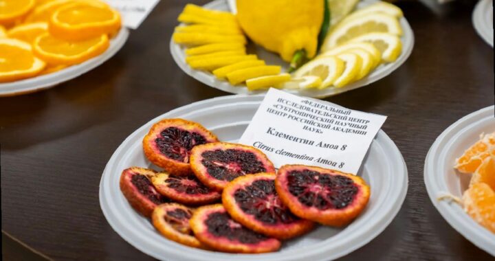 В Сочи учёные представили новые сорта и гибриды цитрусовых культур