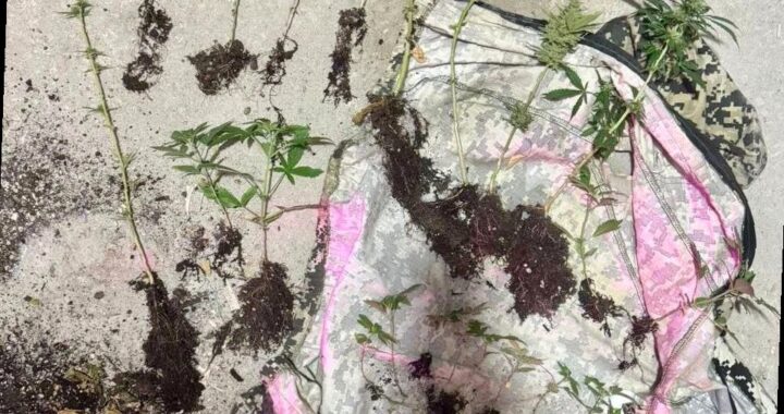 В Сочи полицейские обнаружили плантацию конопли в частном доме